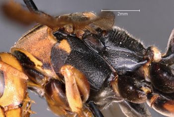 Media type: image;   Entomology 33179 Aspect: thorax lateral